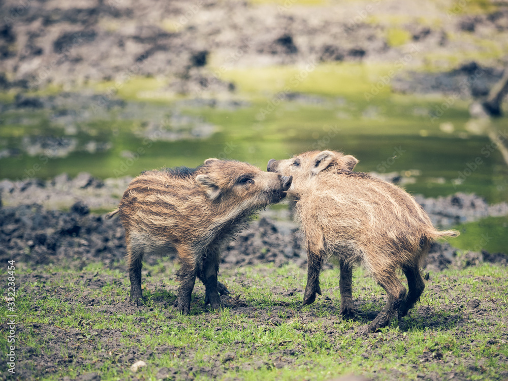 Two playing Boar piglets Two playing Boar piglets