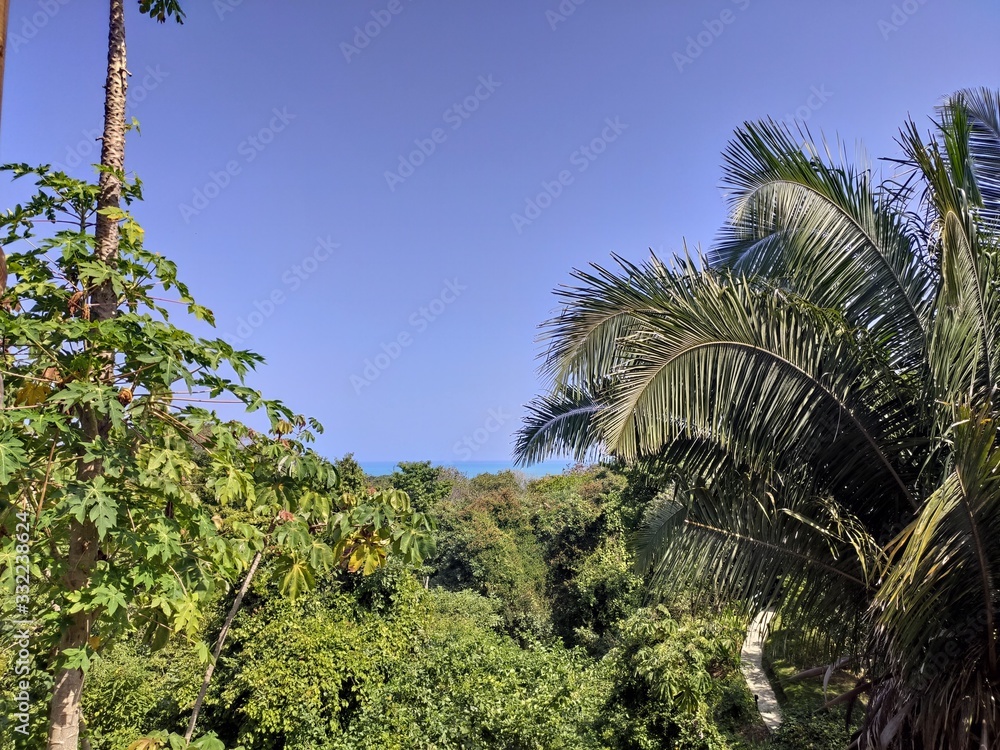 Obraz premium palm tree on background of blue sky