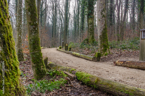 Wood chip trail for running through forest in Switzerland. Concept of active outdoor fitness.