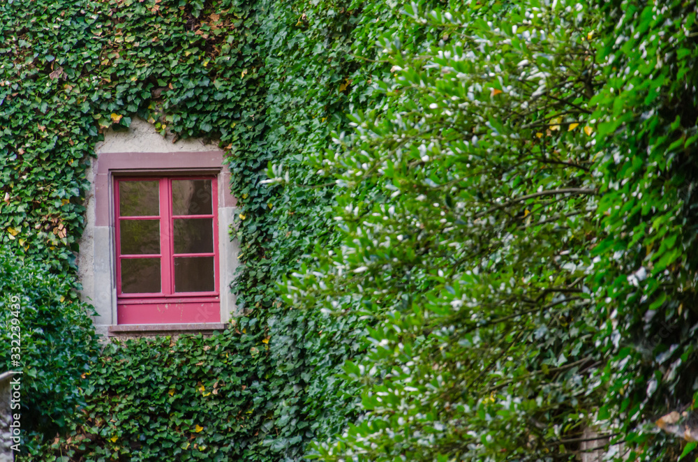 Window with red frame on ivy covered wall. Densely grown ivy on building facade Window with red frame on ivy covered wall. Densely grown ivy on building facade