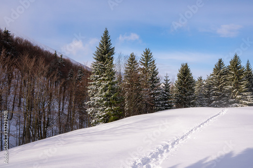 meadow in mountains in background forest with ridge covered by snow in winter, slovakia mala fatra