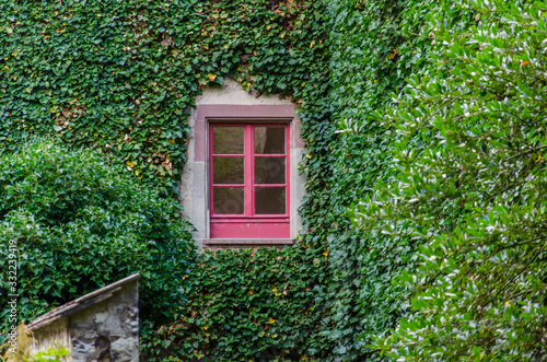 Window with red frame on ivy covered wall. Densely grown ivy on building facade