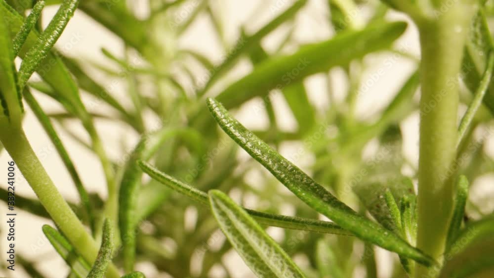 Tracking Macro Shot of Rosemary Plant Tracking Macro Shot of Rosemary Plant