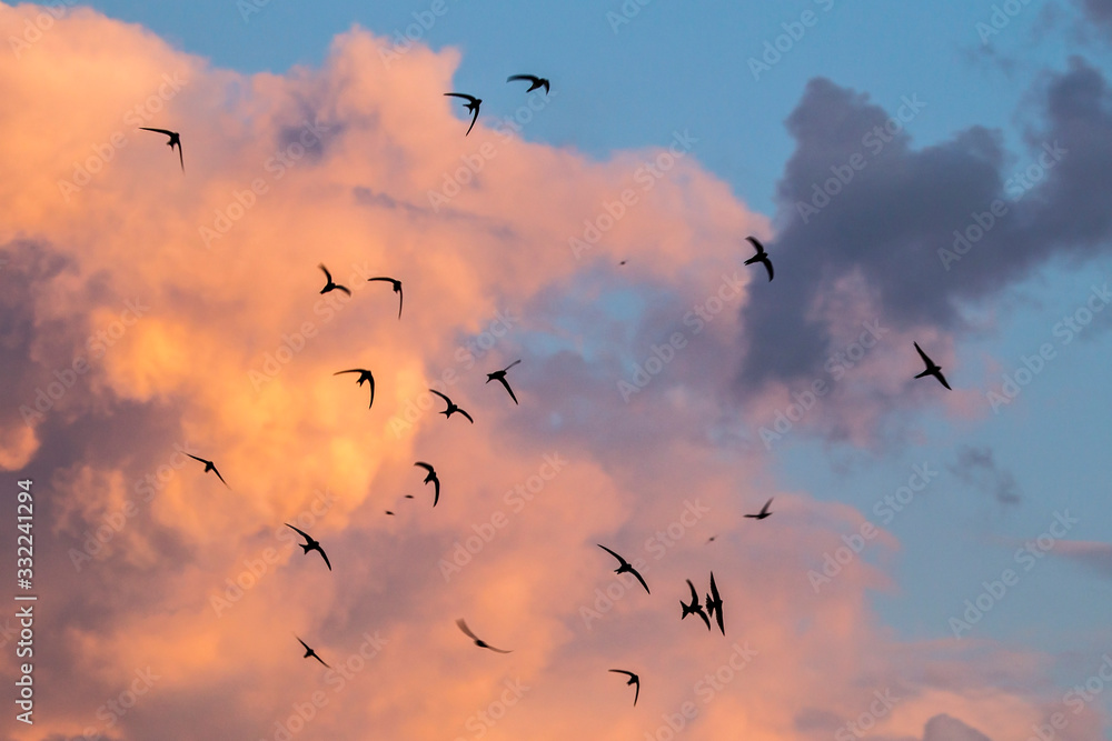 Fototapeta premium A flock of flying black swifts. Common Swift (Apus apus).