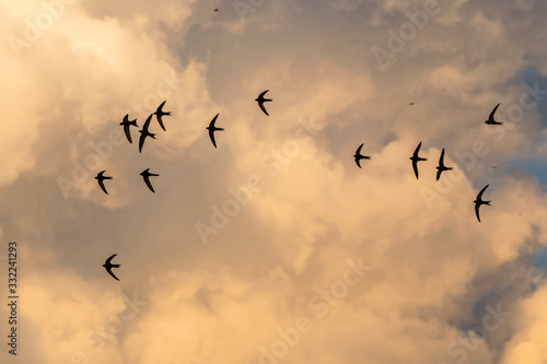 A flock of  flying black swifts. Common Swift (Apus apus). photo