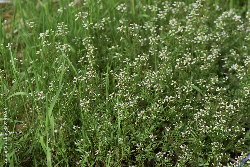 Obraz premium Bitter cress (Cardamine scutata) is a lowland weed of Brassicaceae that has white florets in spring.