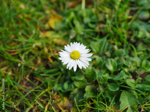 Single Daisy between green grass in the garden in spring, Bavaria, Germany