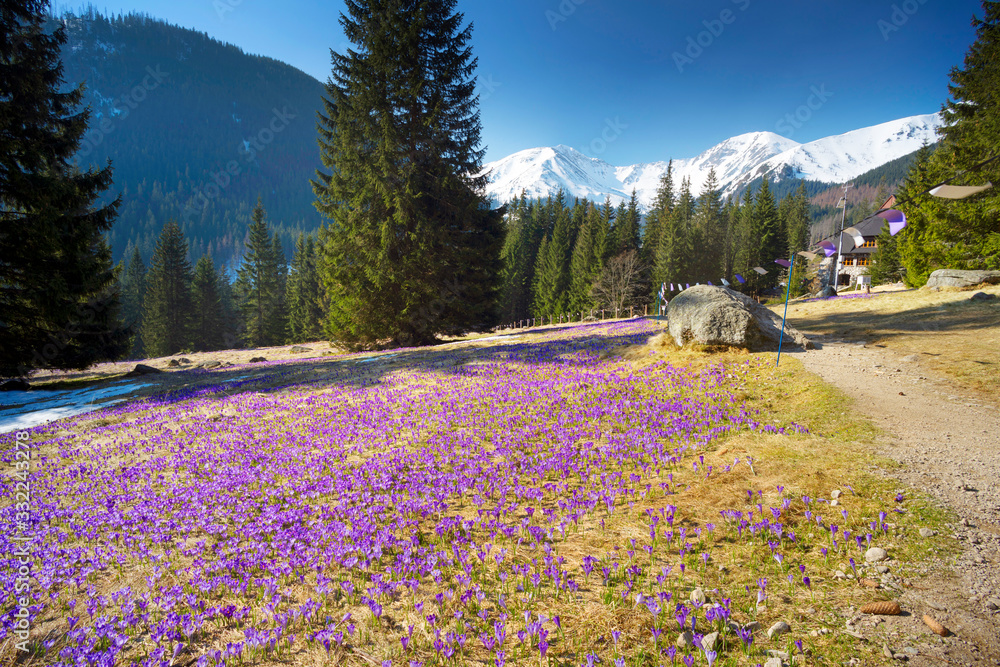 Crocuses in the Tatra Valley