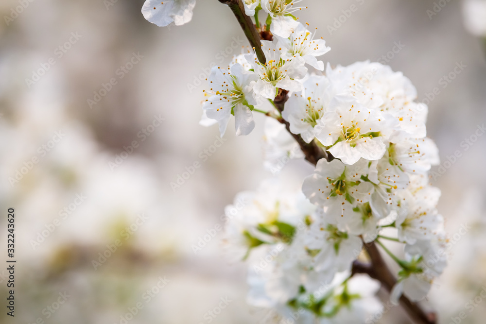 White flower on brunch. Blooming spring tree. Cherry tree in spring time whit blue background