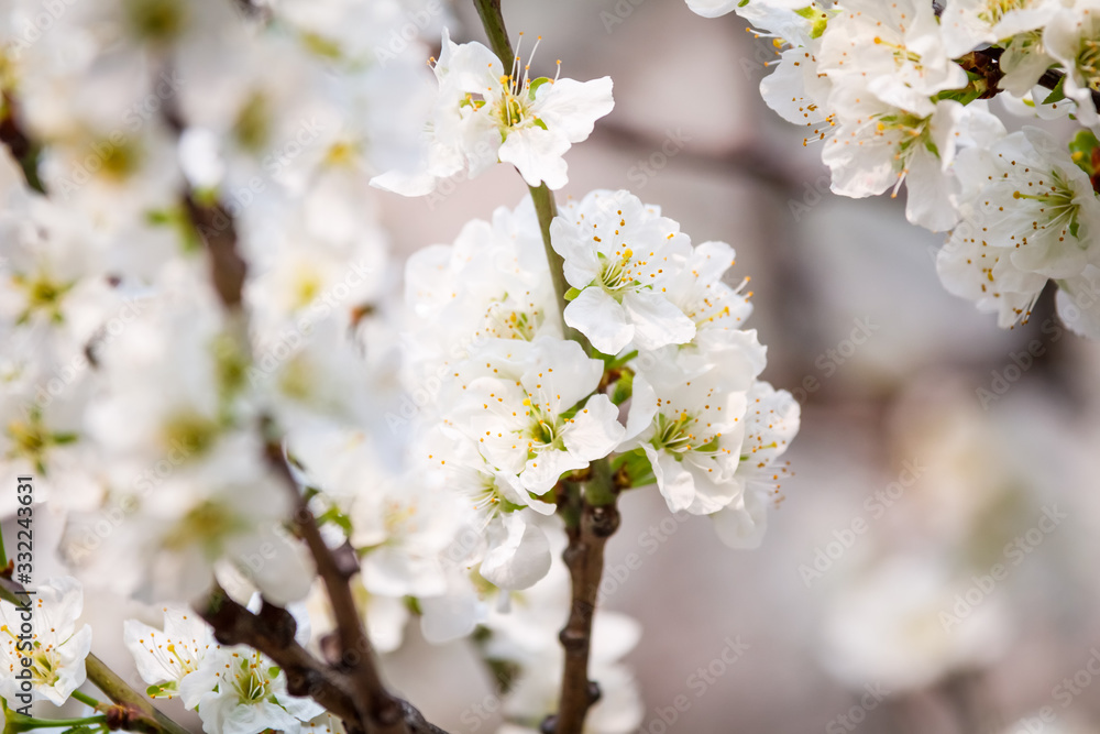 White flower on brunch. Blooming spring tree. Cherry tree in spring time whit blue background