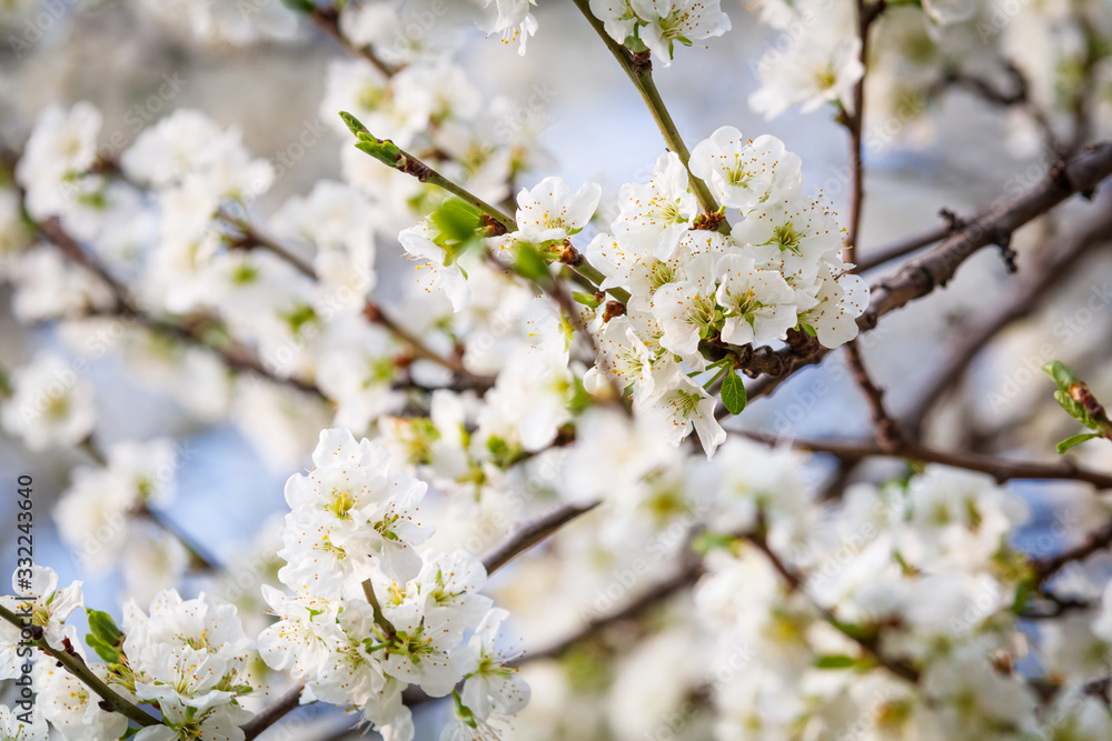 White flower on brunch. Blooming spring tree. Cherry tree in spring time whit blue background