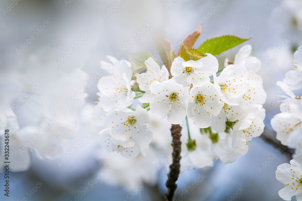 White flower on brunch. Blooming spring tree. Cherry tree in spring time whit blue background