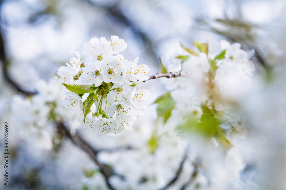White flower on brunch. Blooming spring tree. Cherry tree in spring time whit blue background