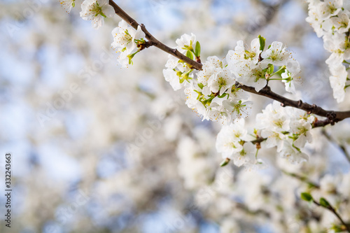 Obraz na płótnie White flower on brunch. Blooming spring tree. Cherry tree in spring time whit blue background w salonie