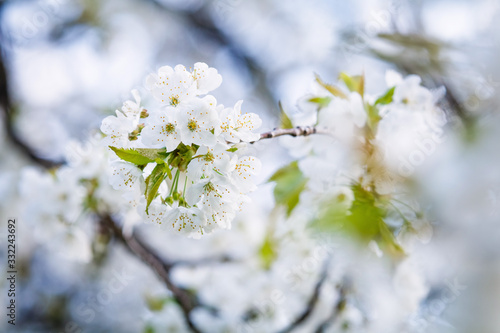 Obraz na płótnie White flower on brunch. Blooming spring tree. Cherry tree in spring time whit blue background w salonie