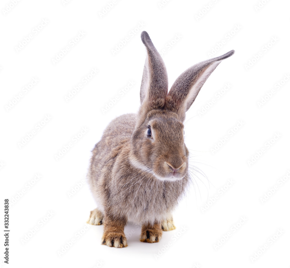 Fototapeta premium One gray rabbit.