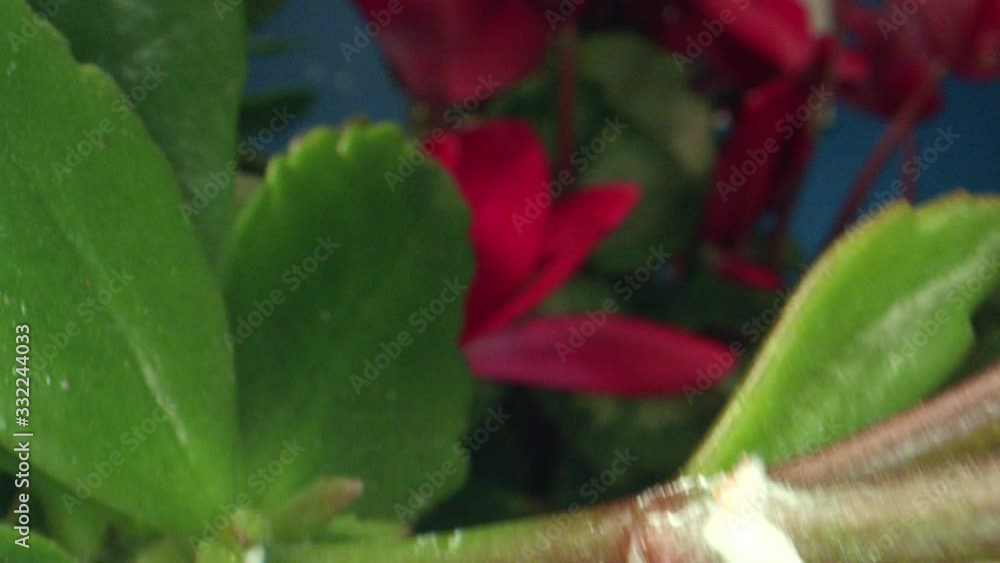 Tracking Inside Macro Shot of Cyclamen Plant through Bug's Eye Tracking Inside Macro Shot of Cyclamen Plant through Bug's Eye