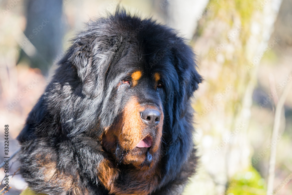 Tibetan mastiff top massive