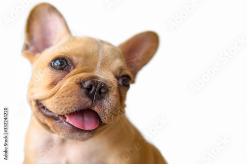 Aggression, American Staffordshire Terrier, Animal, Animal Body Part, Animal Head © weera