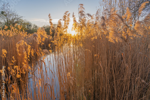 Gennevilliers, France - 03 15 2020: Artificial lake with reeds at sunset