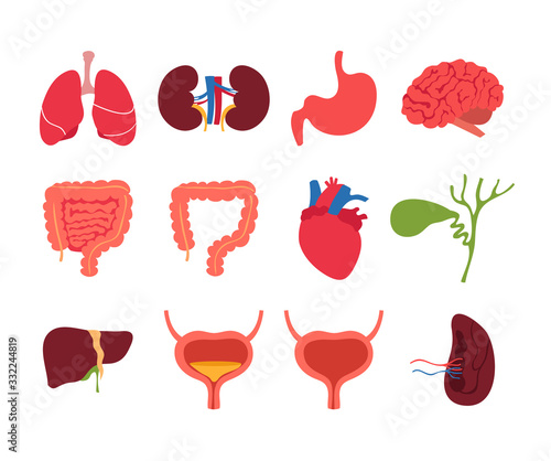 Human internal organs isolated set collection. Vector flat graphic cartoon illustration design