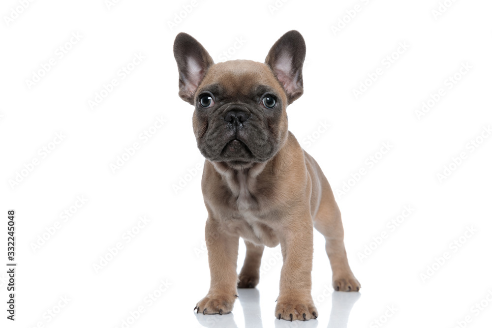 adorable little french bulldog looking up