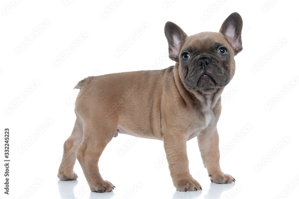 side view of adorable french bulldog looking up