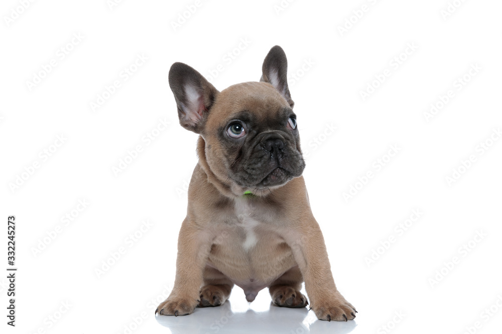 small adorable french bulldog looking up