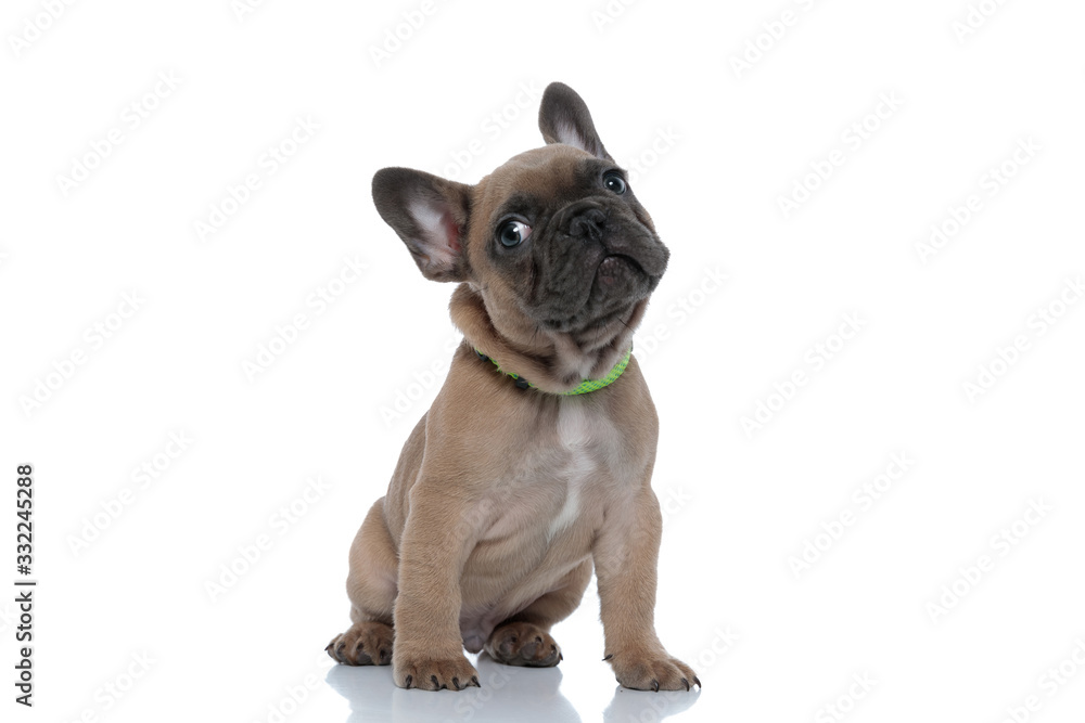 cute small french bulldog wearing collar and looking to side