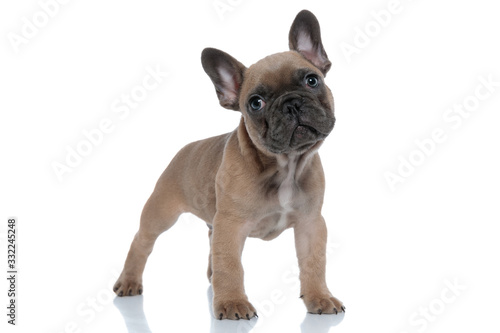 cute small french bulldog looking up