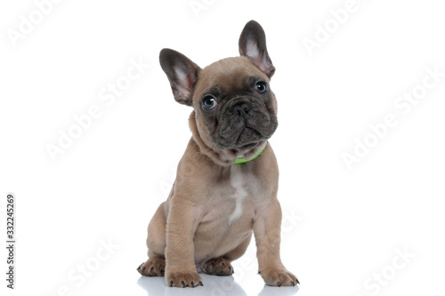 cute young french bulldog wearing collar and looking to side