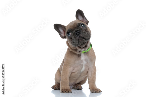 cute young french bulldog wearing collar and looking up side