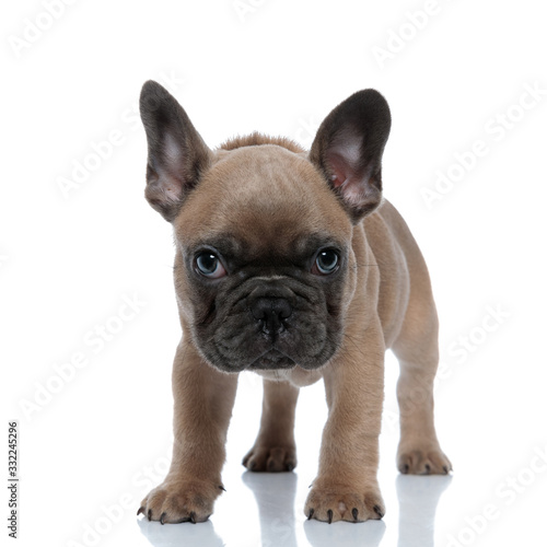 cute young french bulldog standing