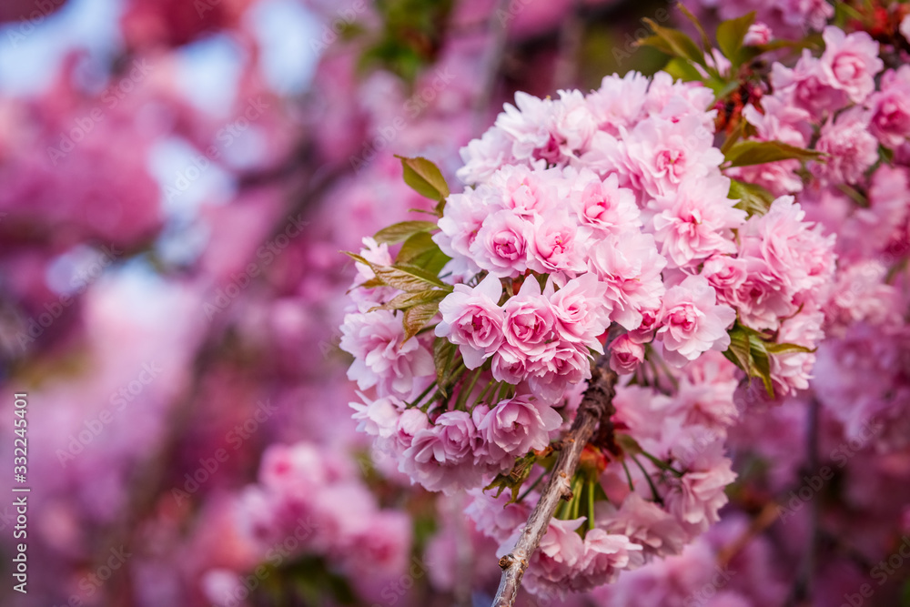 Beautiful cherry blossom sakura in spring time
