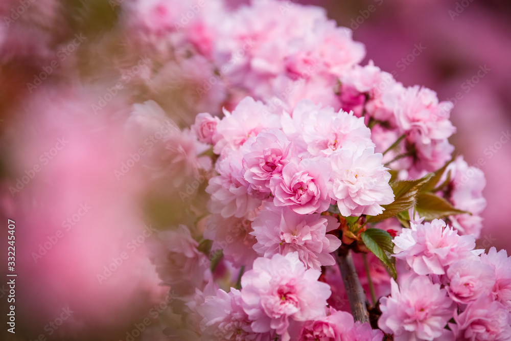 Beautiful cherry blossom sakura in spring time