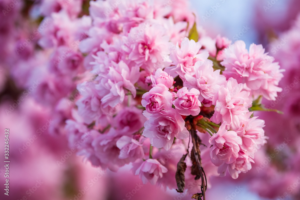 Beautiful cherry blossom sakura in spring time