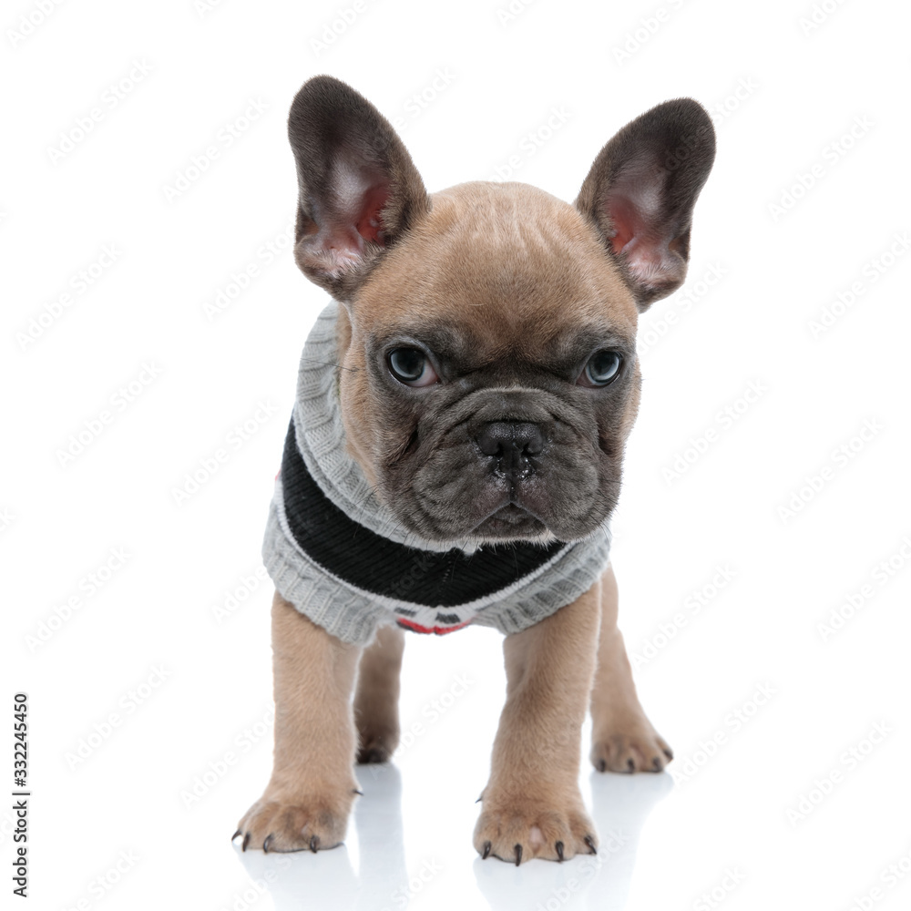 small cute french bulldog in costume