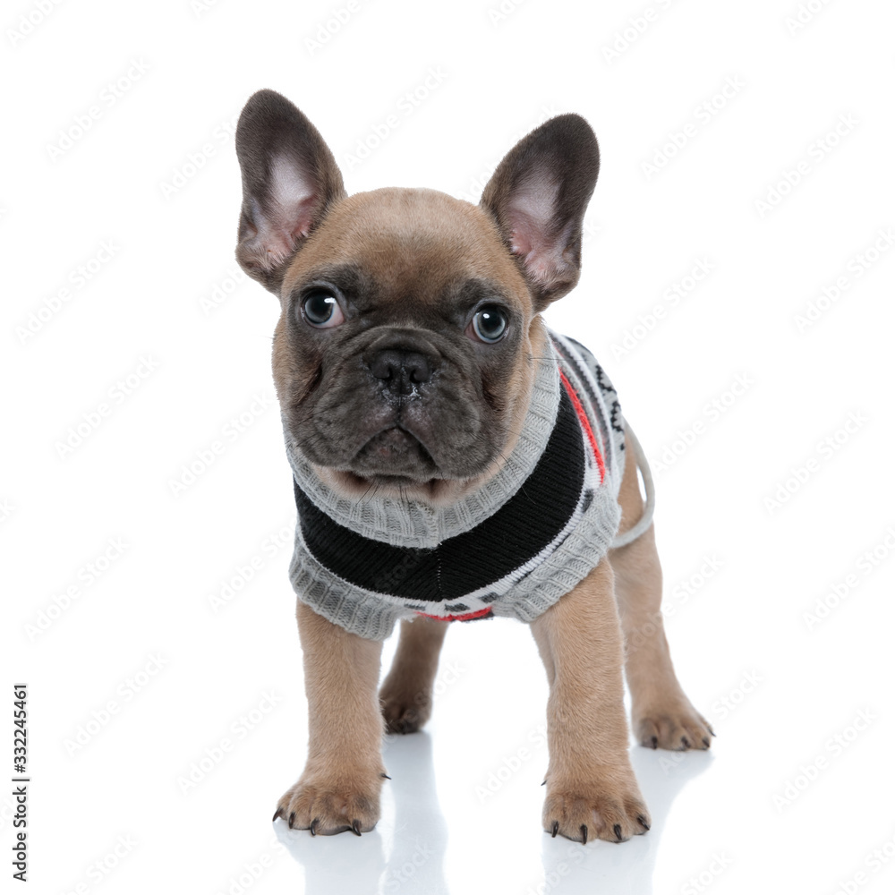 cute young french bulldog in costume looking up