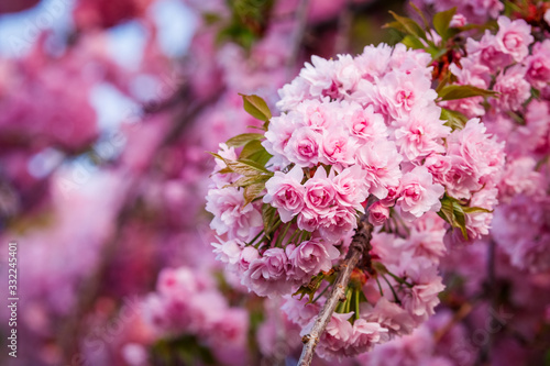 Obraz na płótnie Beautiful cherry blossom sakura in spring time w salonie
