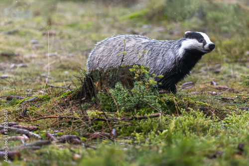 European Badger is posing in the forest