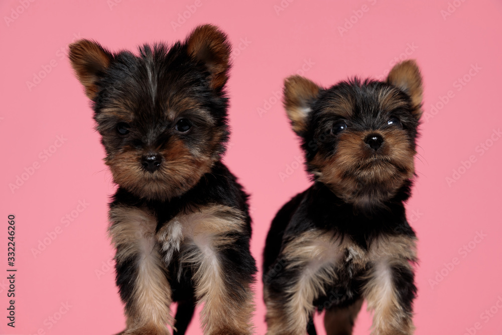 cute couple of yorkshire terrier looking up
