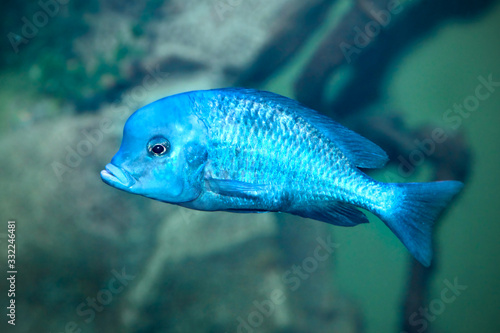 Cyrtocara moorei. Dolphin blue fish © Tatiana Belova