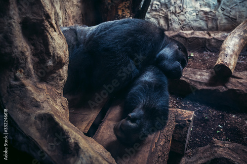 Sleeping Gorilla photo