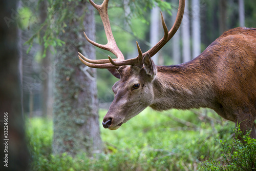 Deer  Cervus elaphus  with antlers growing on velvet.A huge deer in deep spruce forest. Wild animals in spring .