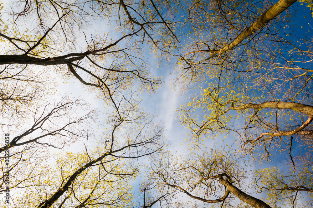 Fresh spring treetop view and blue sky