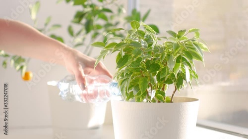 watering indoor variegated ficus with water from a bottle photo