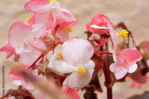 A view of a colorful bed of pink begonias in the garden Flower of a begonia isolated on a beautiful background