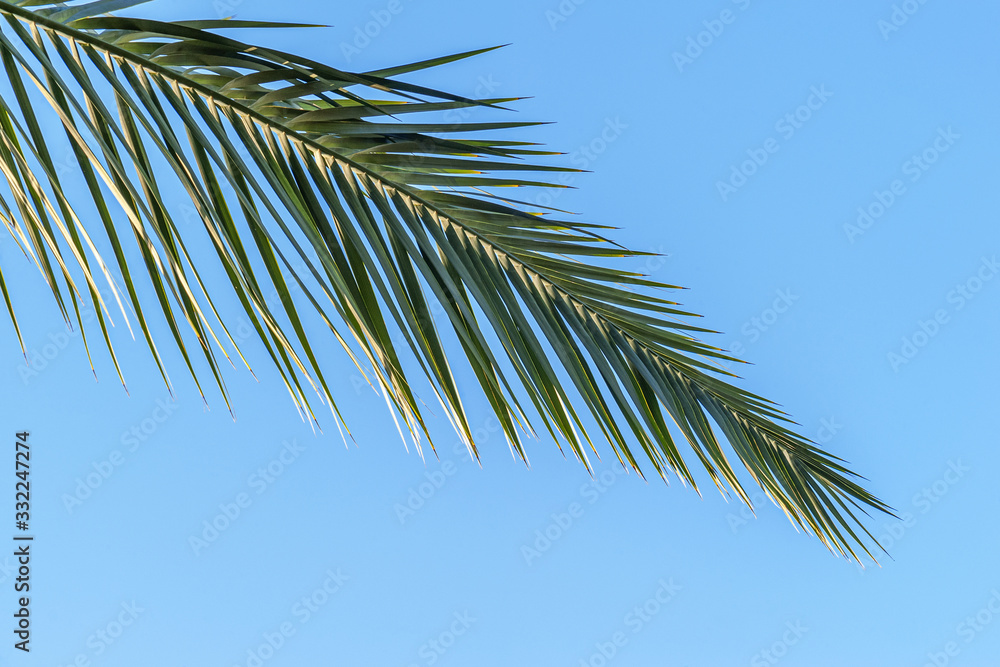 abstract background of a date palm branch against a bright blue sky abstract background of a date palm branch against a bright blue sky
