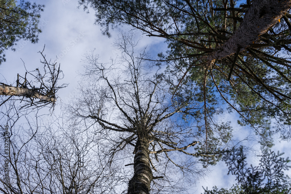 Fototapeta premium Trunk and ornamental foliage of pine tree, photographed from below to top. Mix from crooked branches, green thorns and bright blue sky. Estonia, European Union