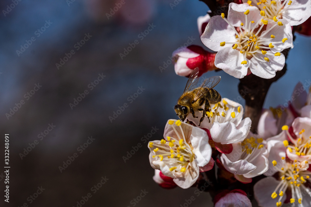 Bees collect nectar on the flowers of an apricot tree. Macro photography.